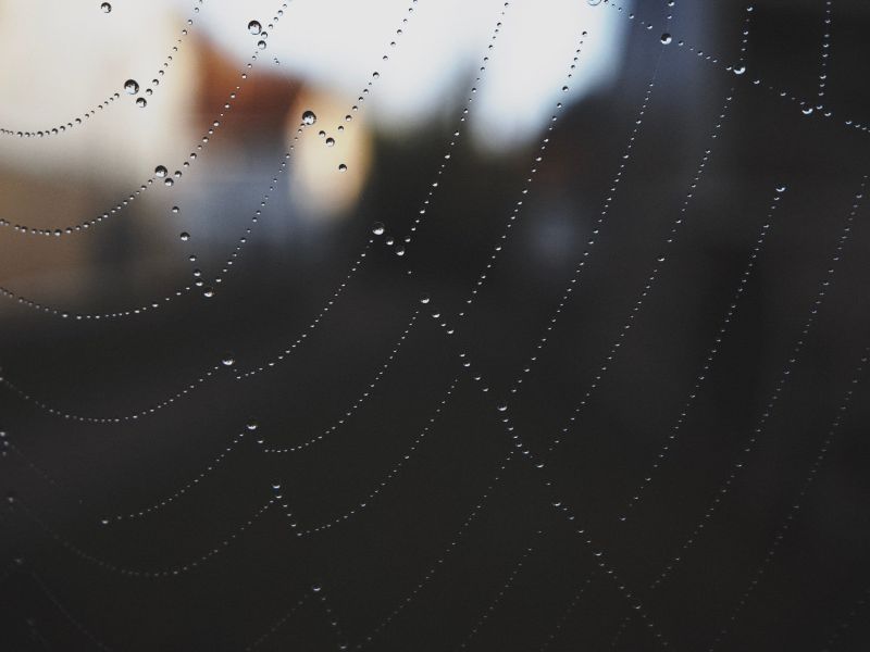 Spiderweb glistening with dew